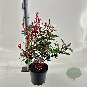 Photinia fraseri Carré Rouge 60-70 cm 5,0L