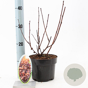 Physocarpus opulif. Lady in Red 30-40 cm 2,0L