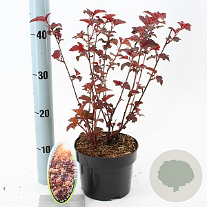 Physocarpus opulif. Lady in Red 30-40 cm 2,0L
