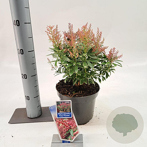 Pieris jap. Polar Passion 25-30 cm 3,0L