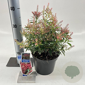 Pieris jap. Polar Passion 25-30 cm 3,0L