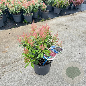 Pieris jap. Polar Passion 25-30 cm 3,0L