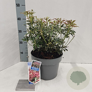 Pieris jap. Polar Passion 30-40 cm 5,0L