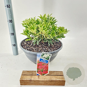Pieris 'Forest Flame' 30-40 cm 10L