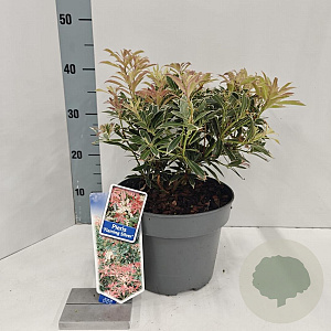 Pieris 'Flaming Silver' 25-35 cm 5,0L