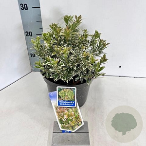 Pieris jap. 'Little Frosty' 20-25 cm 3,0L