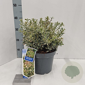 Pieris jap. 'Little Frosty' 30-40 cm 5,0L