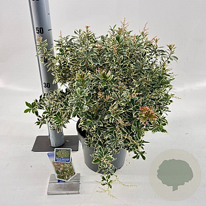 Pieris jap. 'Little Frosty' 30-40 cm 5,0L