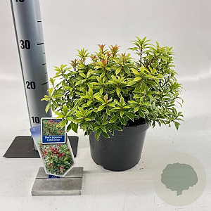Pieris jap. 'Little Goldy' 20-25 cm 3,0L