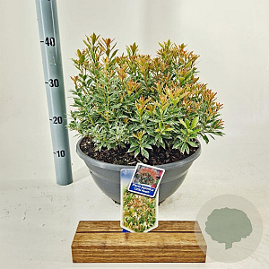 Pieris jap. 'Little Heath' 30-40 cm 7L
