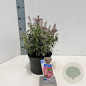 Pieris jap. 'Passion' 20-25 cm 3,0L