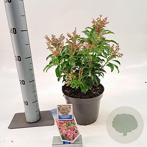 Pieris jap. 'Passion' 20-25 cm 3,0L