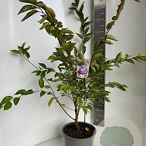 Prunus accolade 100-120 cm 10L