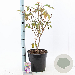 Prunus accolade 100-120 cm 10L