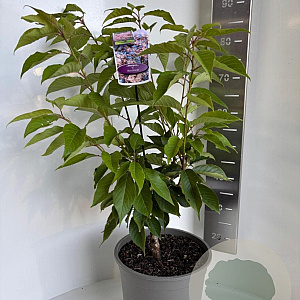 Prunus accolade 100-120 cm 10L