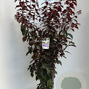 Prunus cer. Crimson Pointe 100-120 cm 10L