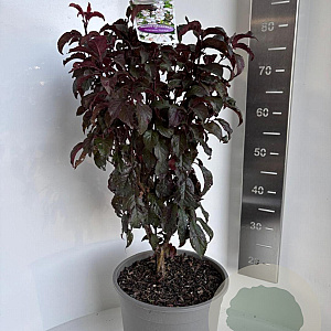 Prunus cer. Crimson Pointe 100-120 cm 10L