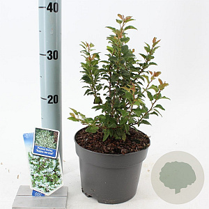 Prunus incisa 'Kojou-no-mai' 25-30 cm 2,0L