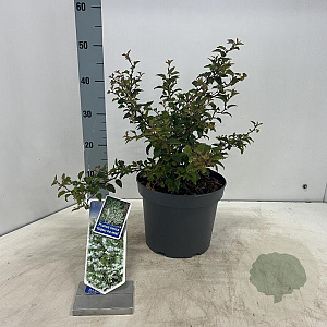 Prunus incisa 'Kojou-no-mai' 30-40 cm 5,0L