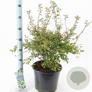 Prunus incisa 'Kojou-no-mai' 40-50 cm 10L
