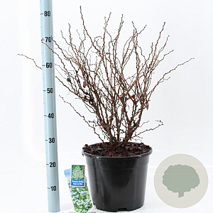 Prunus incisa 'Kojou-no-mai' 40-50 cm 10L
