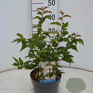 Prunus nipponica 'Brillant' 40-50 cm 3,0L