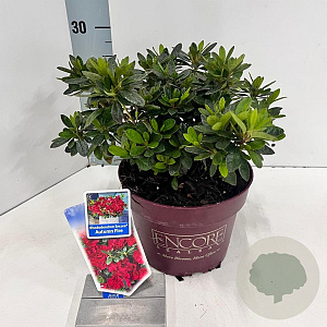 Rhododendron Encore Autumn Fire 25-30 cm 3,0L