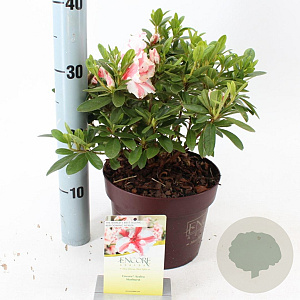 Rhododendron Enc. Autumn Starburst 25-30 cm 3,0L