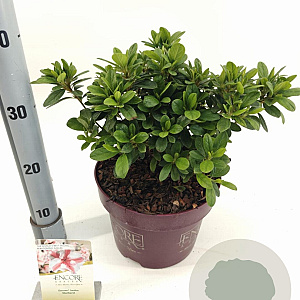 Rhododendron Enc. Autumn Starburst 30-35 cm 5,0L