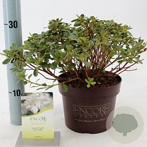 Rhododendron Encore Pure Wh. Julia 25-30 cm 3,0L