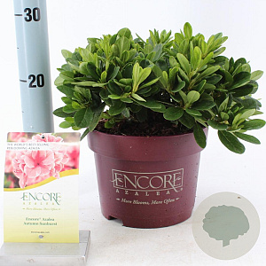 Rhododendron Encore Sunburst 25-30 cm 3,0L