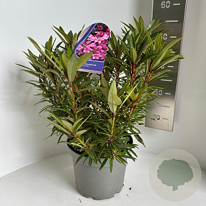 Rhododendron (AP) 'Graziella' 30-40 cm 5,0L
