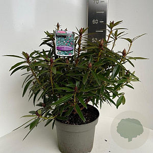 Rhododendron (AP) 'Graziella' 30-40 cm 5,0L