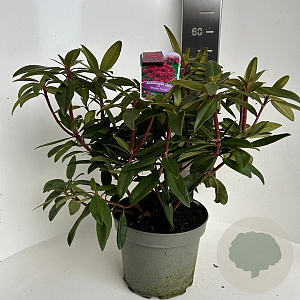 Rhododendron 'Marie Forte' 30-40 cm 5,0L