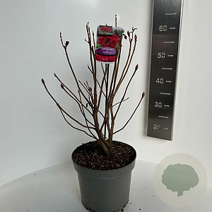 Rhododendron 'Nabucco' 30-40 cm 5,0L