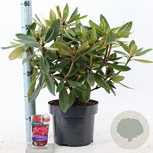 Rhododendron 'Vulcan's Flame' 30-40 cm 5,0L