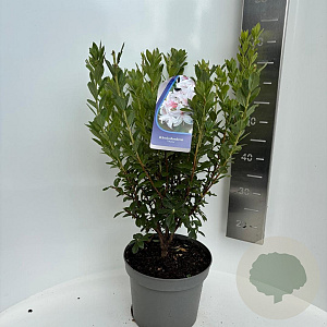 Rhododendron viscosum 30-40 cm 5,0L