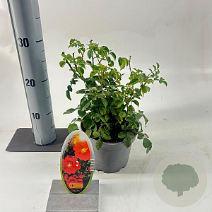 Rosa (H) Salsa 15-20 cm P15