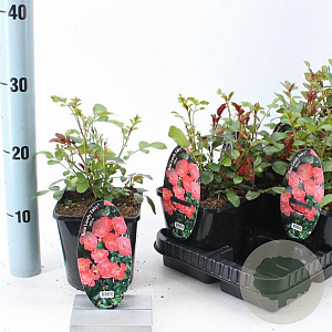 Rosa (PA) Spelarosa Lovely Fairy 10-15 cm C1.5