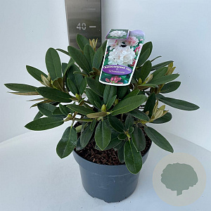 Rhododendron (Y) 'Schneekrone' 30-40 cm 5,0L