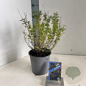 Salvia micr. 'Blue Monrovia' 30-40 cm 2,0L