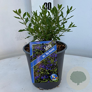 Salvia micr. 'Blue Monrovia' 30-40 cm 2,0L