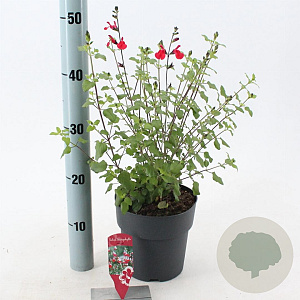 Salvia micr. 'Hot Lips' 20-25 cm 2,0L