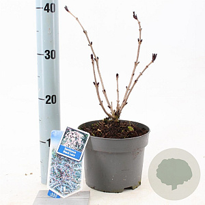 Sambucus nigra Black Lace 30-40 cm 2,0L
