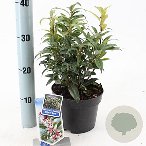 Sarcococca h. Winter Gem 20-25 cm 2,0L