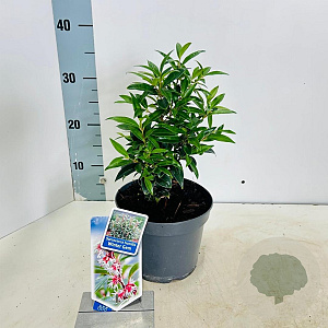 Sarcococca h. Winter Gem 20-25 cm 2,0L