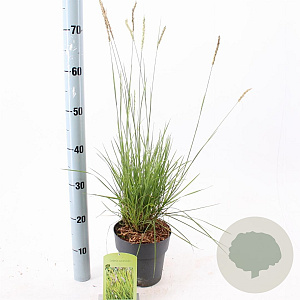Sesleria autumnalis 25-30 cm 2,0L