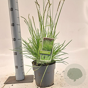 Sesleria autumnalis 25-30 cm 2,0L