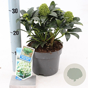 Skimmia j. White Globe 20-25 cm 2,0L