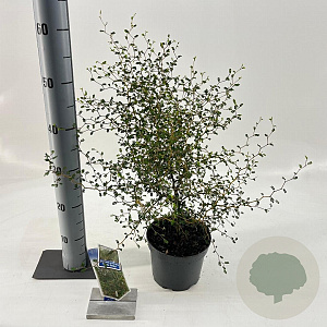 Sophora 'Little Baby' 25-30 cm 2,0L